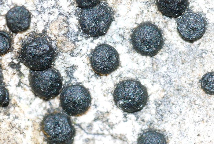 Licheni da passo Gardena